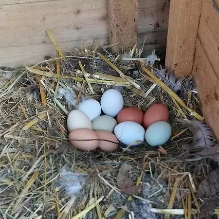 Schloegelhofer Lunz am See